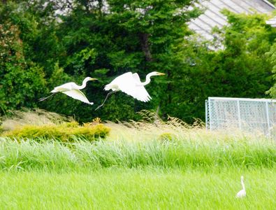 「シラサギの双翔」