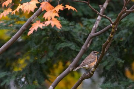 カエデにマミチャジナイ