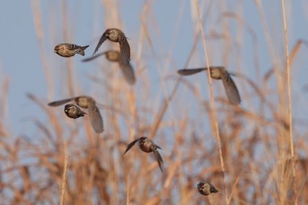 ベニヒワ群れをなす