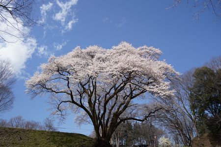 鉢形城氏邦桜