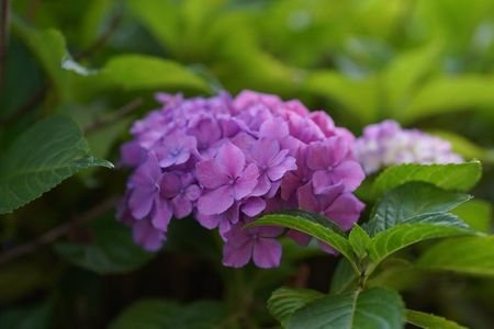 家に咲く紫陽花