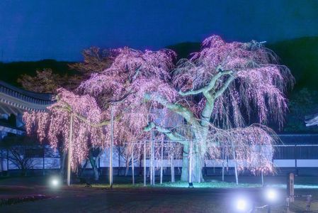 輝く醍醐の枝垂れ桜