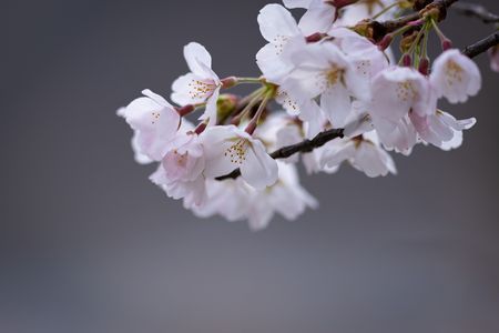 ひっそりと咲く桜