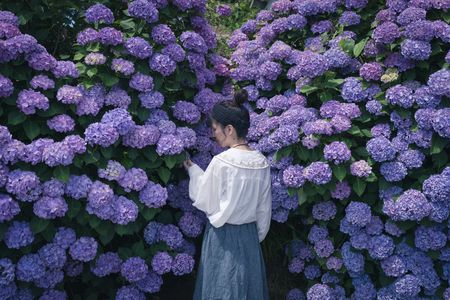 紫陽花と彼女