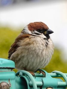 コンデジで雀