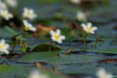 ガガブタ（鏡蓋）