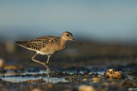 夕日を浴びて#エリマキシギ#