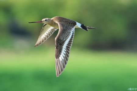 飛翔#オグロシギ#