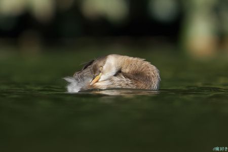 まったり#カイツブリ#