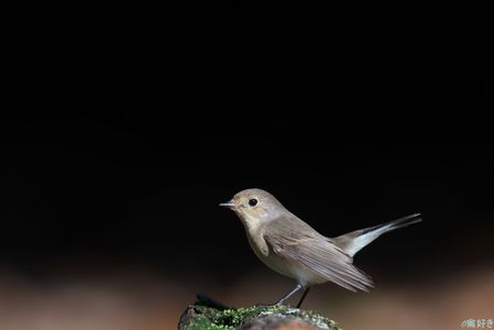 お決まりポーズ#ニシオジロビタキ#