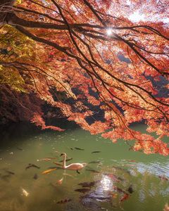 秋の伊奈ヶ湖