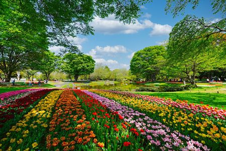 2023チューリップ見ごろ