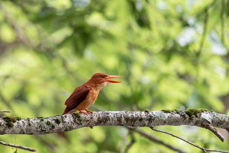 今年もアカショウビンが帰ってきました