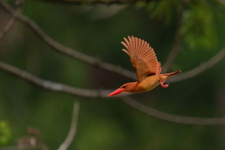 アカショウビンプリキャプチャ