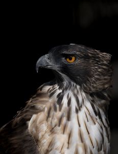 クマタカの接近撮影