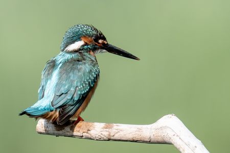 早朝のカワセミ