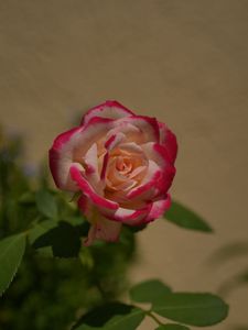 猛暑でも清々しい