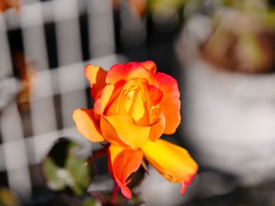 2024年ラストを担え！