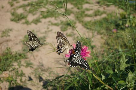 アゲハチョウ　乱舞