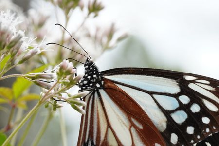 アサギマダラに、今年はマクロで迫りました