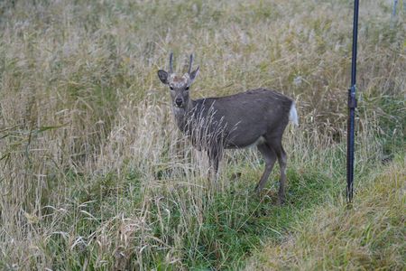 稚内のエゾシカたち
