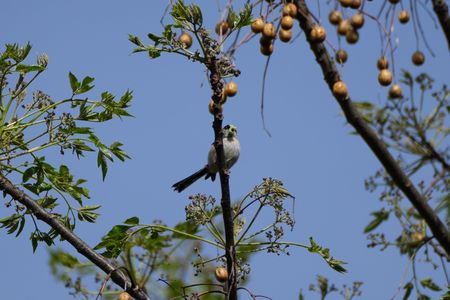 青虫を咥えたエナガ