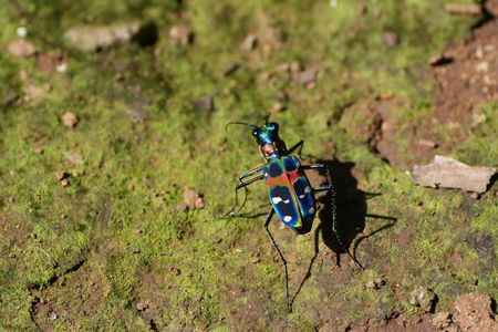 ハンミョウ(斑猫)
