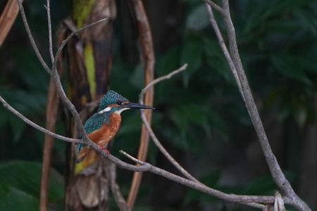 三角頭のカワセミ