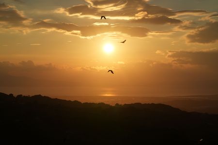 夕日を浴びて、ねぐらへ