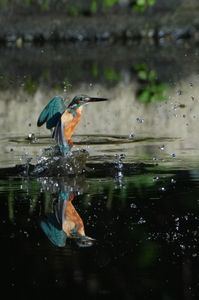 今日のカワセミ