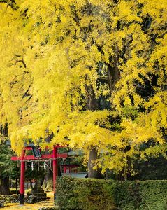 岩戸落葉神社の大銀杏