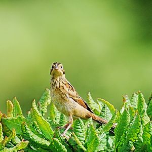 かわいいホオアカさん