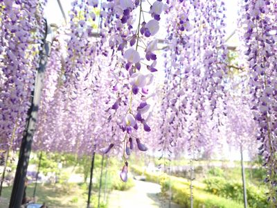 #フラワー2025#滝のような藤