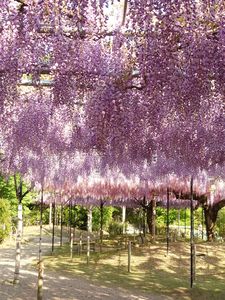 #フラワー2025#グラデーション