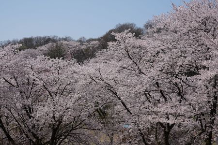 桜ヶ池