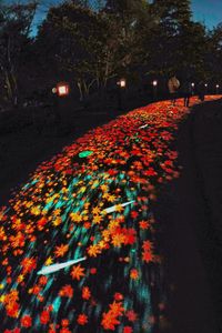 【秋の夜散歩2025】-2