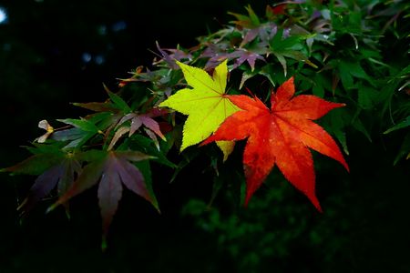 紅葉と黄葉