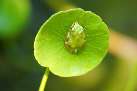 カエルの花