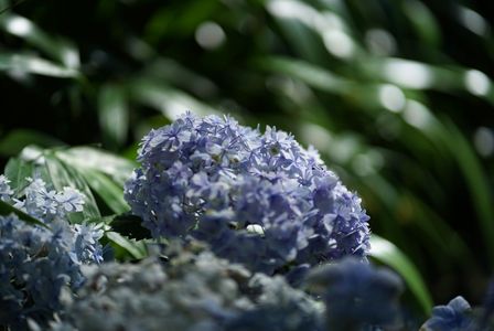 朝日の紫陽花