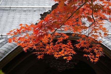 紅葉（高野山）