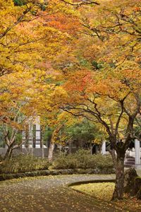 紅葉（高野山奥之院）