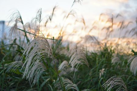 夕暮れどきの荻