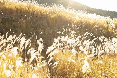 煌めく秋　黄金色に