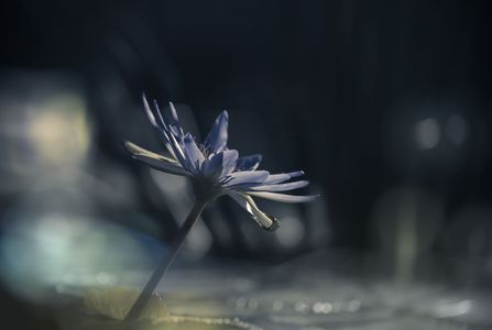 そこに光はあるか