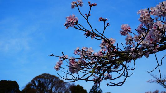 石山寺前の桜