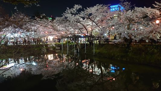 池に写った夜桜