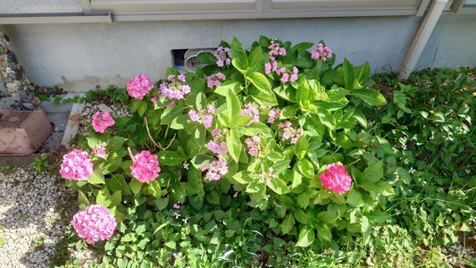 ウチのアジサイです