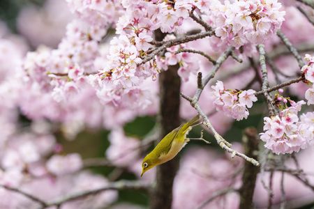 熱海寒桜とメジロ