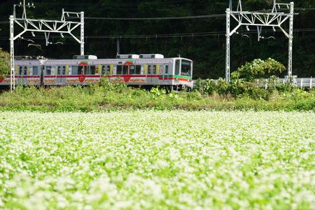 そば畑と電車