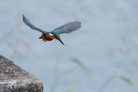 カワセミいろいろ。